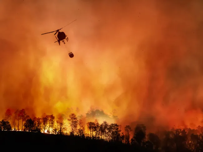 california forest fire